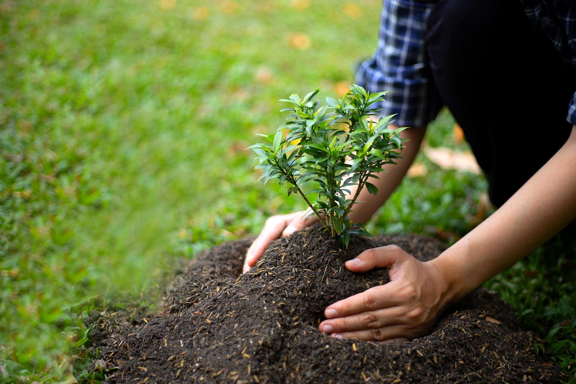 Let Elite Outdoor Solutions Handle Your Tree Care & Lawn Care Needs in Mid-Missouri!