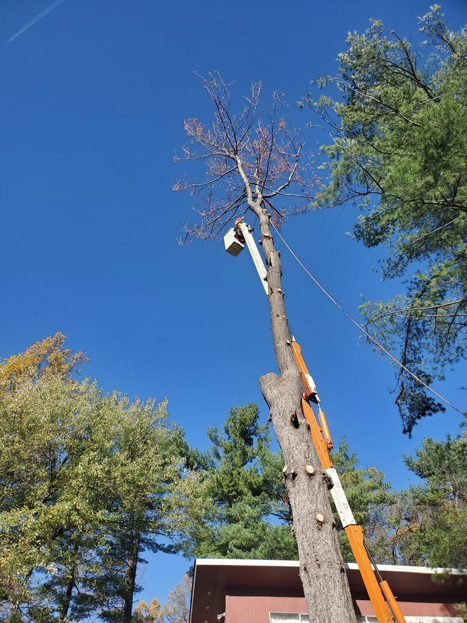 A crane is cutting a tree in front of a house — Cross Junction, VA — Smelser's Tree Service LLC