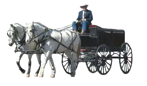 Two white horses pulling a black horse-drawn carriage with a driver on top