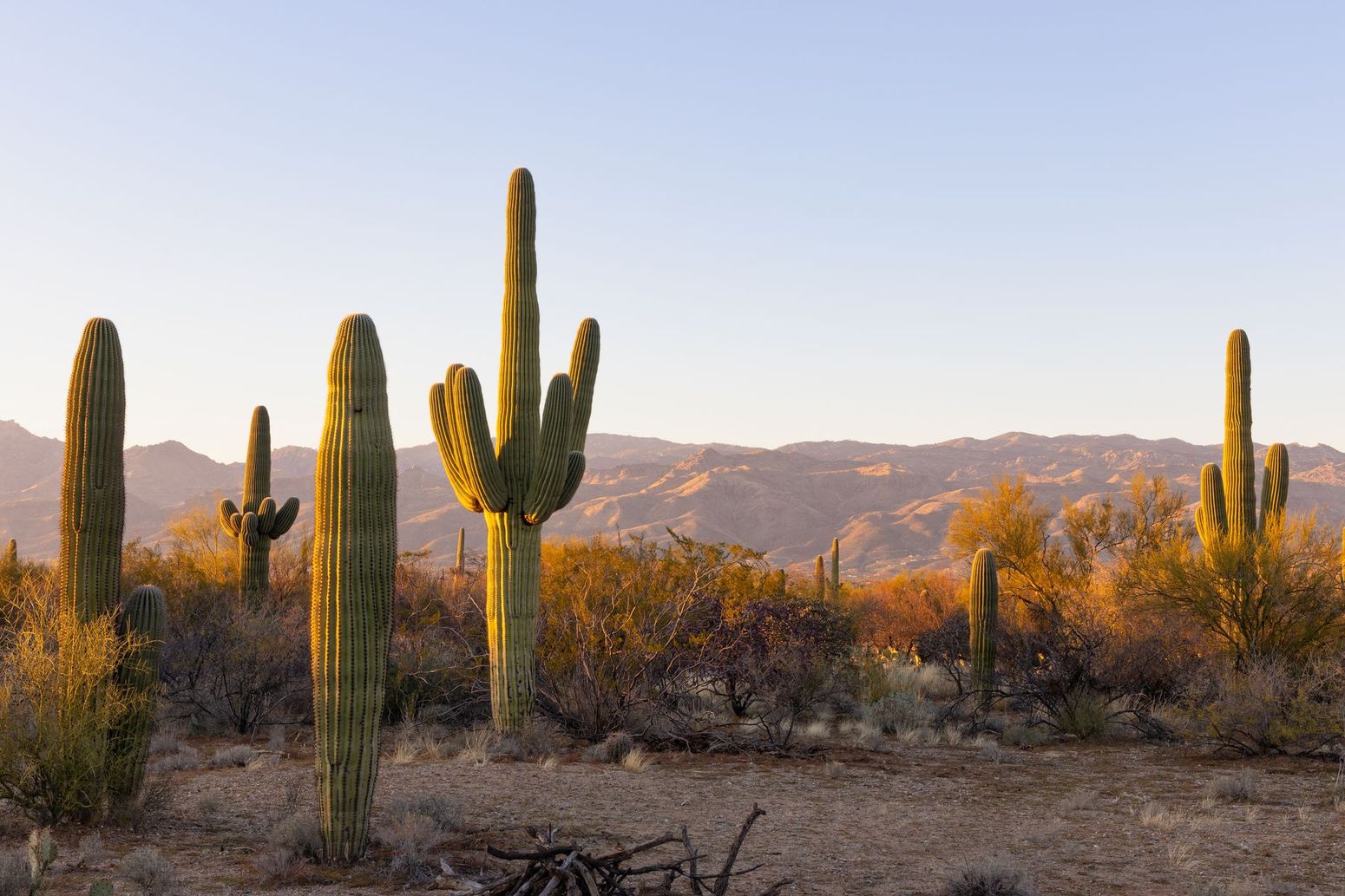 Desert landscape with tall saguaro cacti at sunset and mountains in the distance