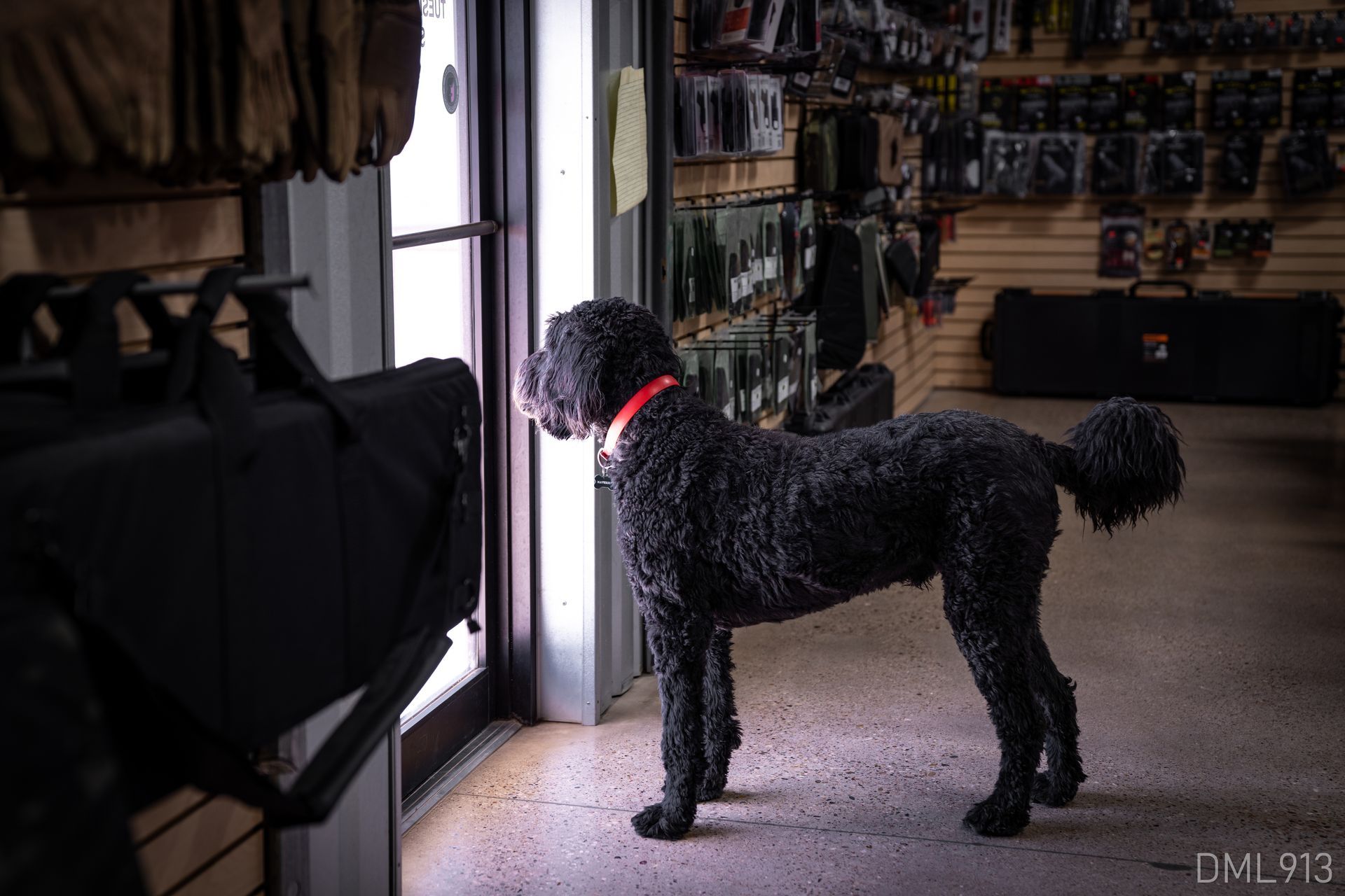 A black poodle is standing in a store looking out a window.