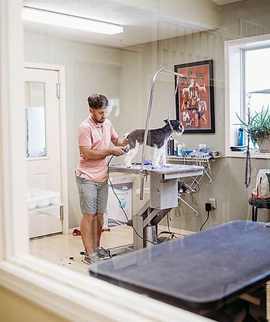 A Man is Grooming a Dog in a Veterinary Clinic | Springfield, MO | MMK9