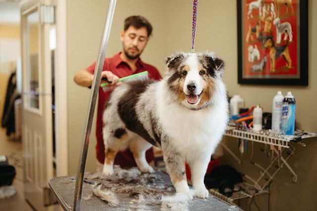 A Man is Grooming a Dog on a Table in a Grooming Salon | Springfield, MO | MMK9