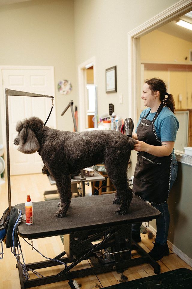 A Woman is Grooming a Poodle on a Table | Springfield, MO | MMK9