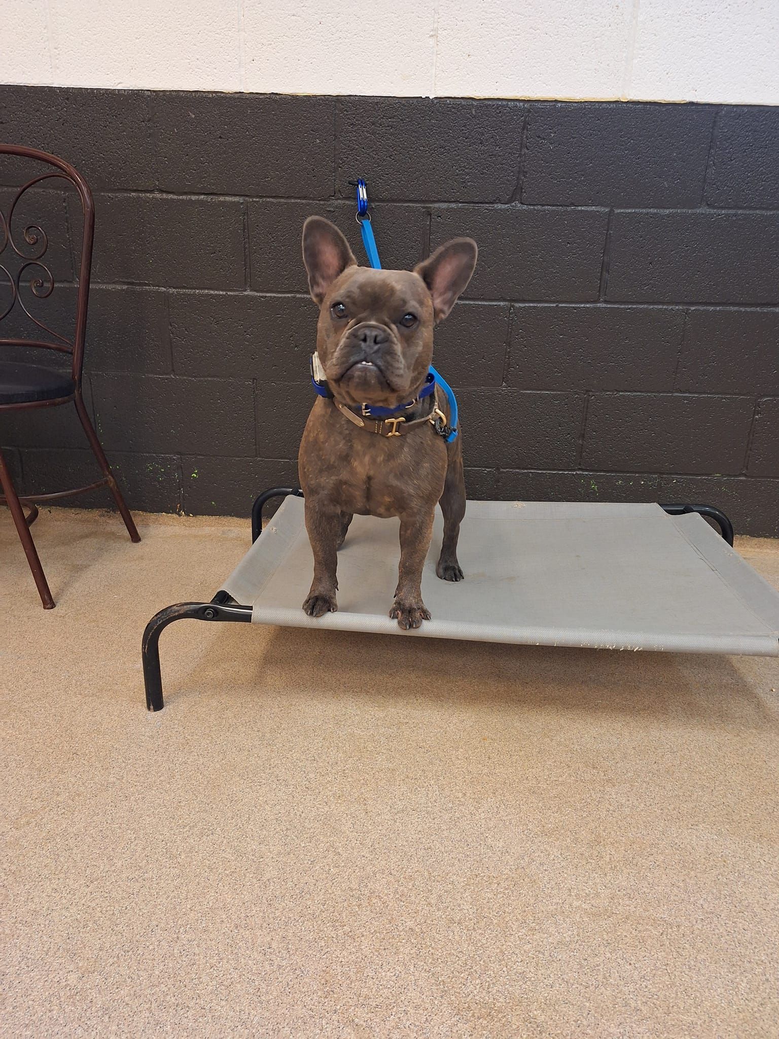 A French Bulldog is Standing on a Bed in a Room | Springfield, MO | MMK9