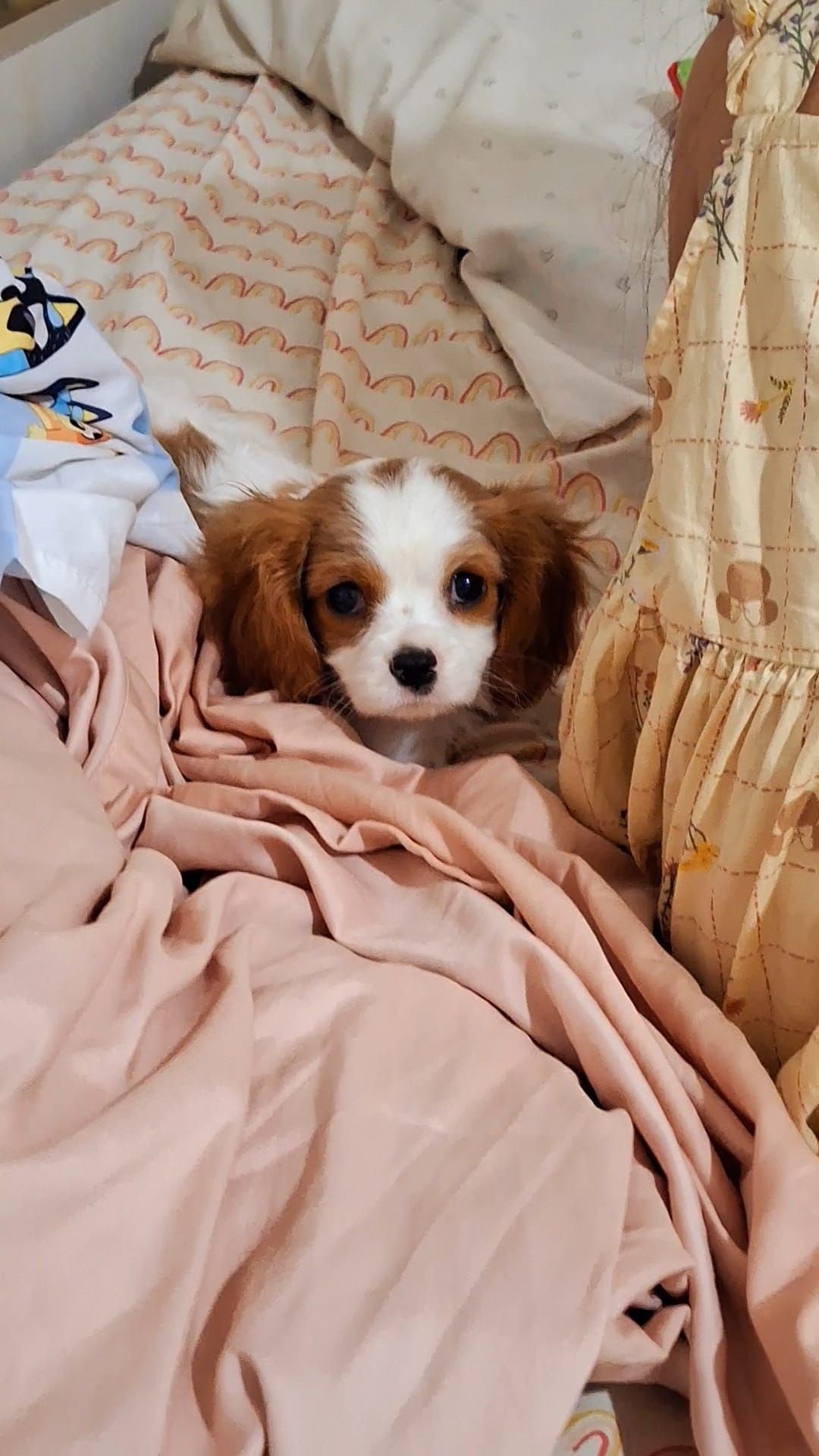 A Small Brown and White Puppy is Laying on a Bed | Springfield, MO | MMK9