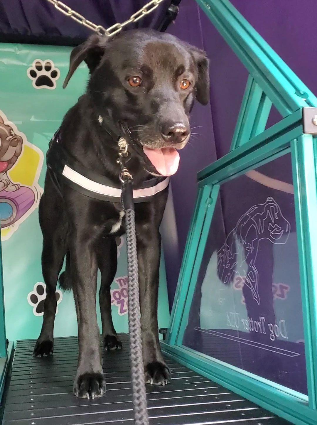 Black dog on a treadmill with leash, panting; teal, purple backdrop.