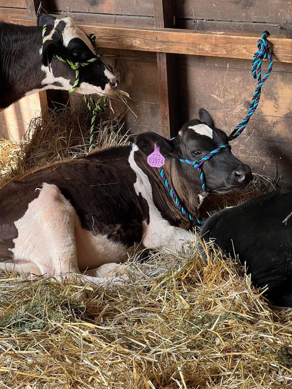 Two black-and-white calves resting in straw inside a barn, one wearing a blue halter.