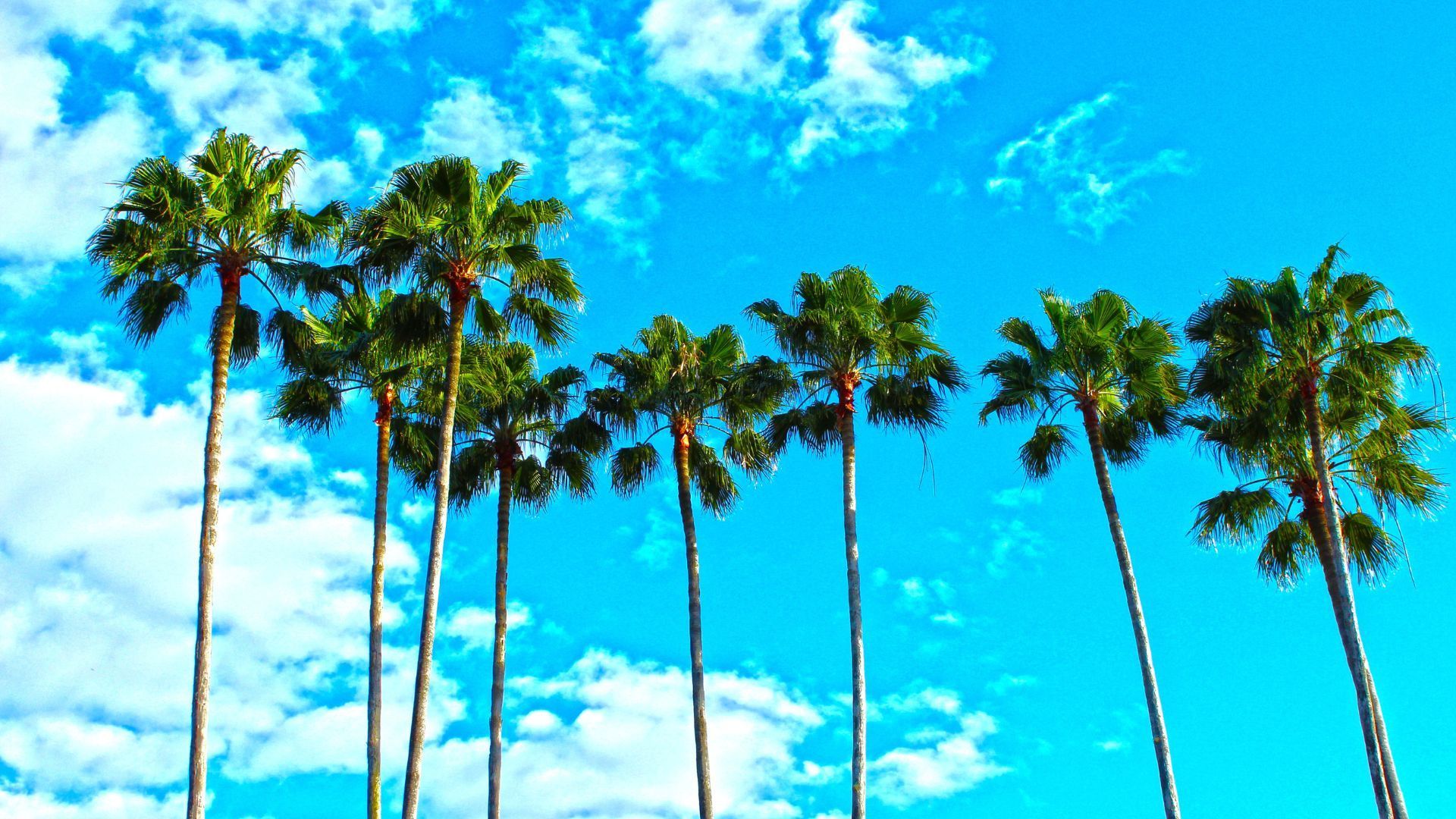 A row of palm trees against a blue sky with clouds.