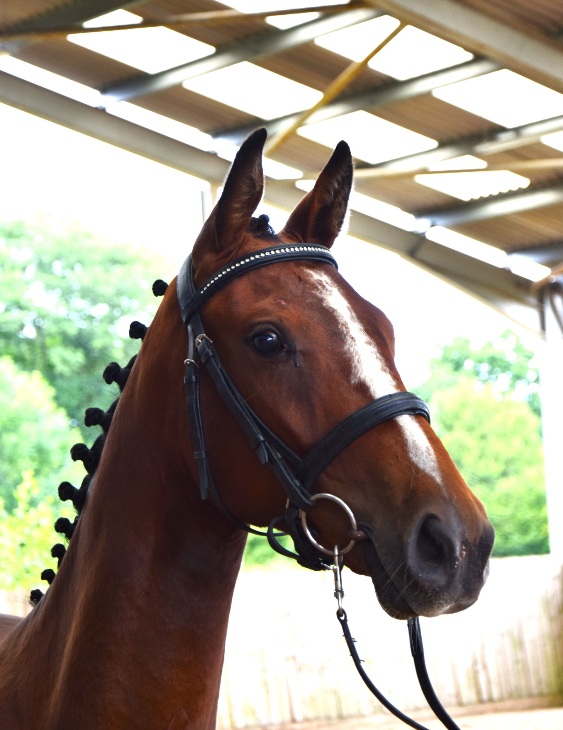 Horses For Sale Cheshire Fosshey Stables & Hanoverian Stud