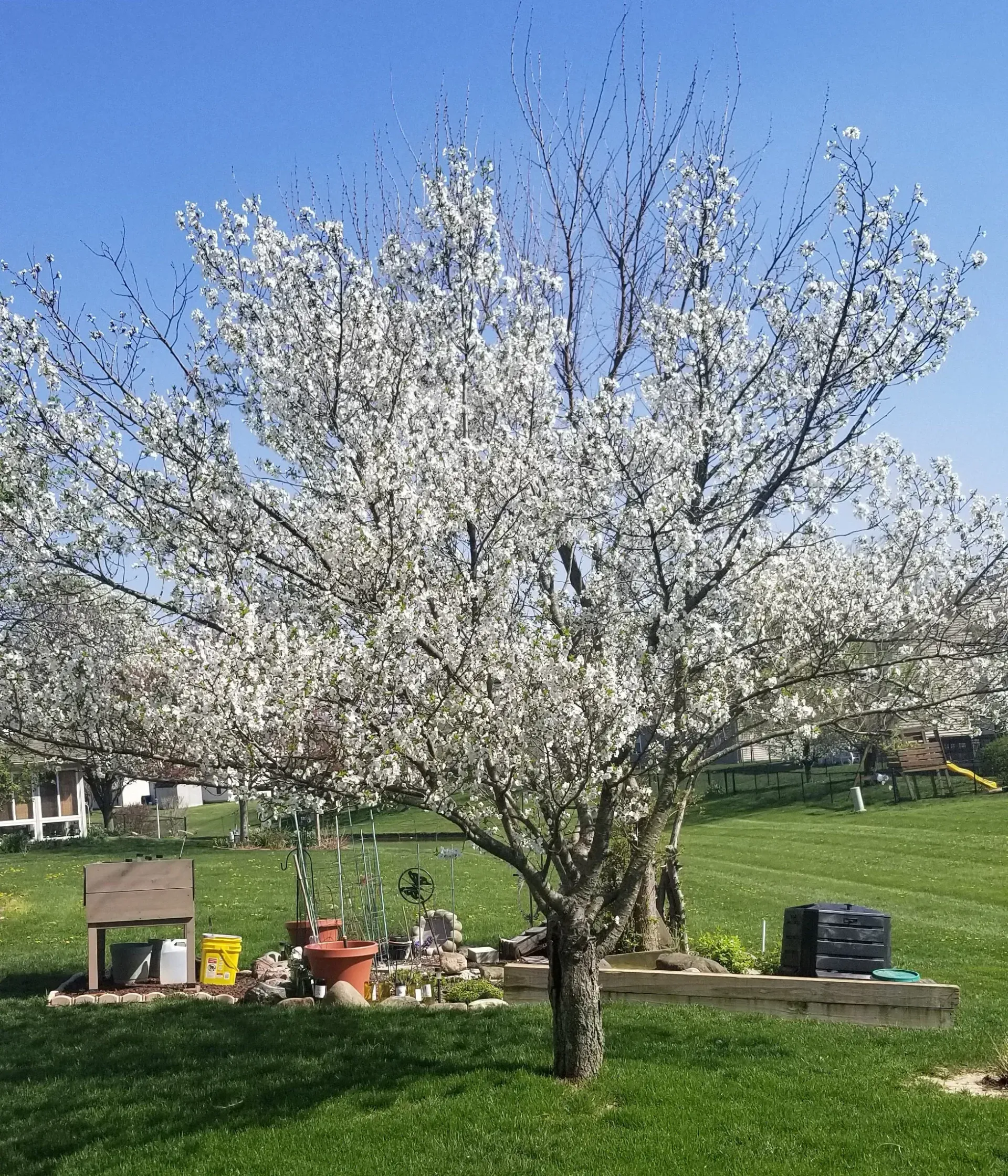 Flowering tree with white blossoms in a sunny backyard, surrounded by grass and garden decorations.