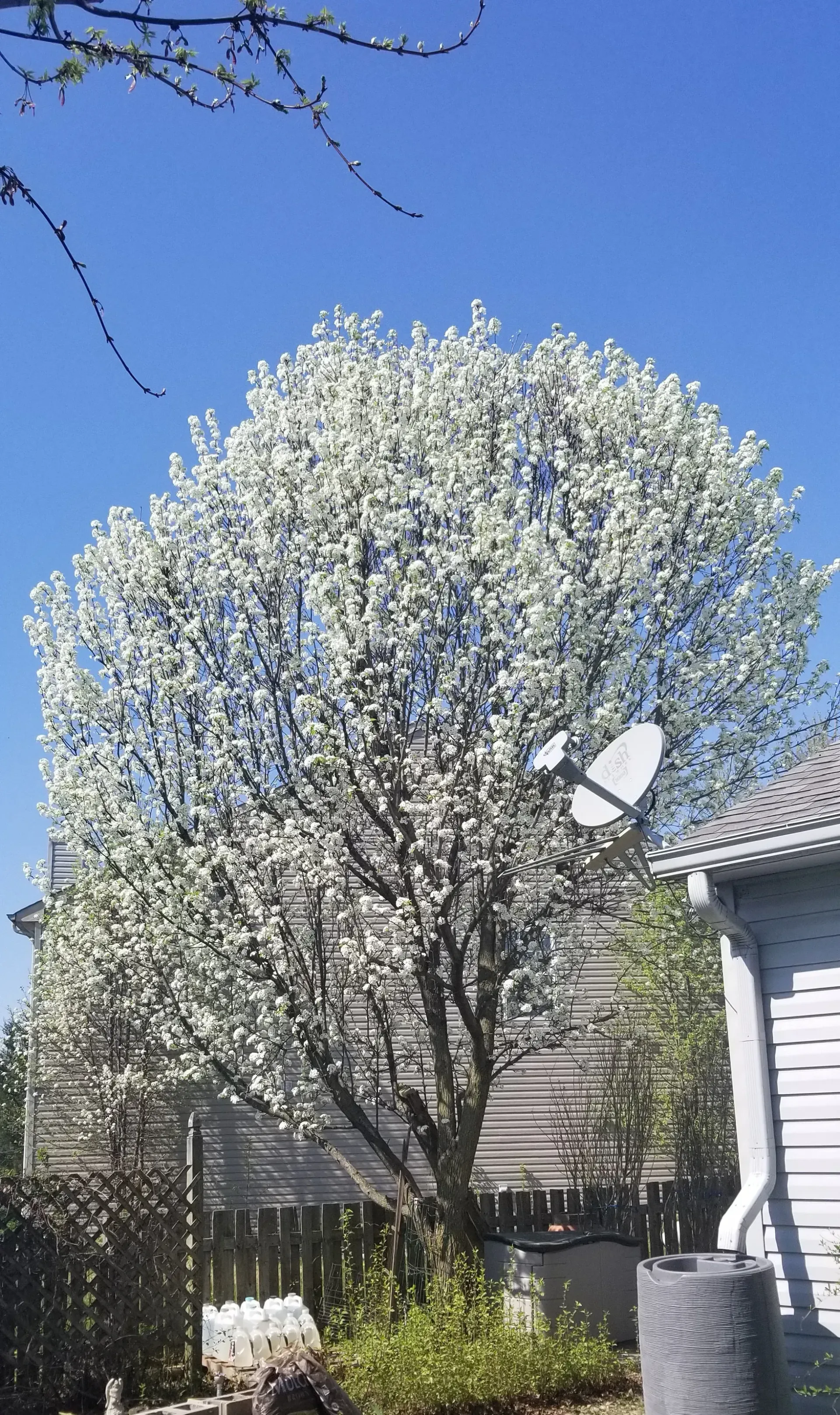 White-flowered tree in full bloom with a satellite dish, next to a house against a bright blue sky.