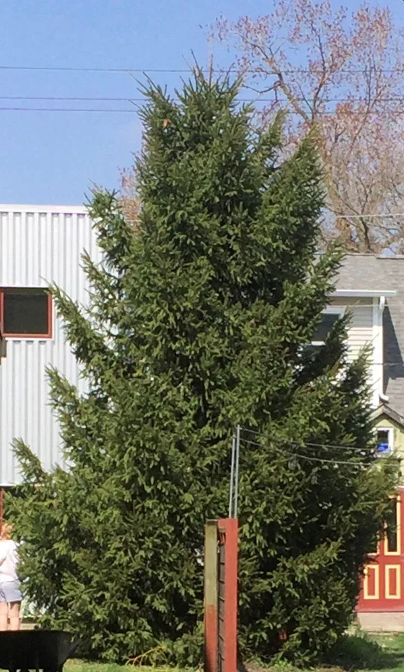 Tall evergreen tree in front of a metal building and a house, under a blue sky.