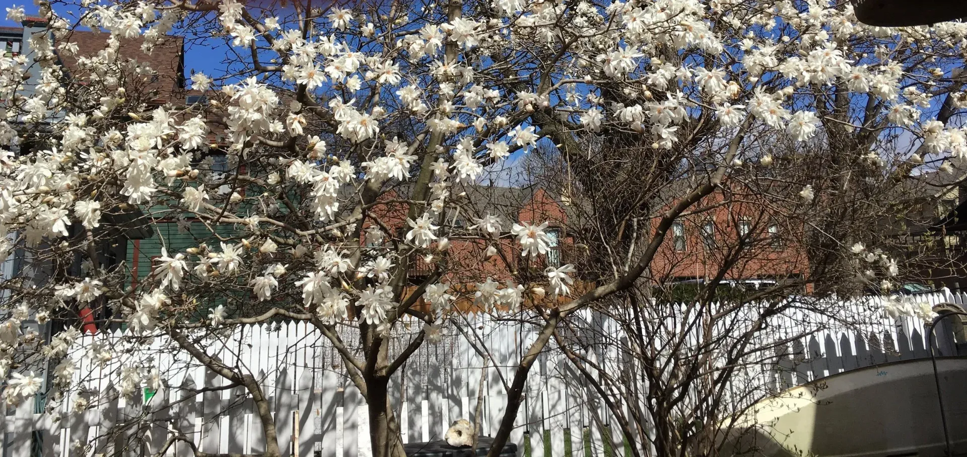 Flowering tree with white blossoms in front of a white picket fence on a sunny day.