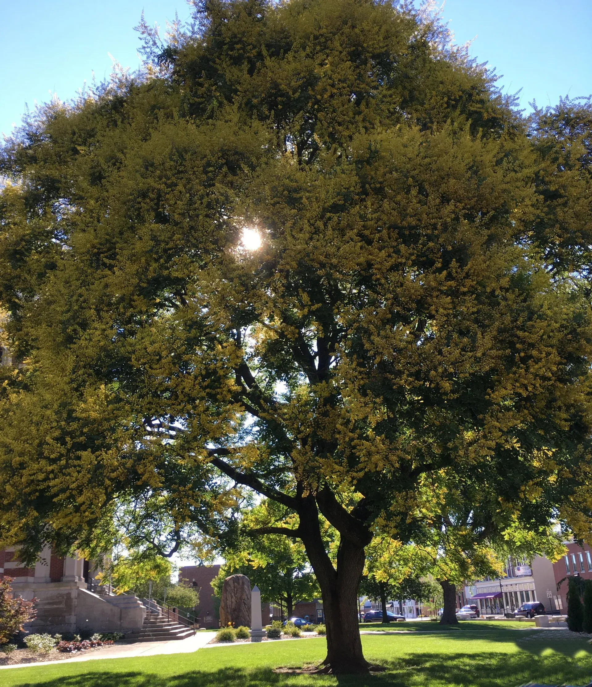 Large tree with dense green leaves and sun shining through, in a park setting.