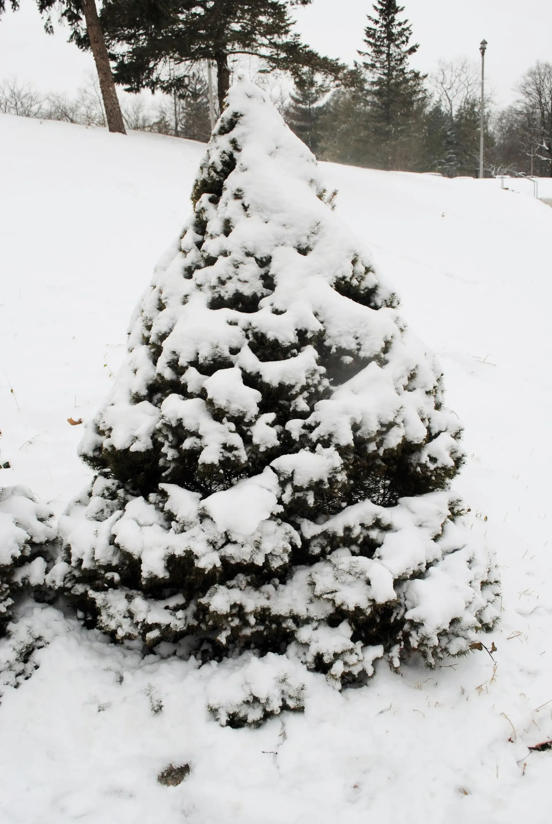 Snow-covered evergreen bush on a snowy hillside.