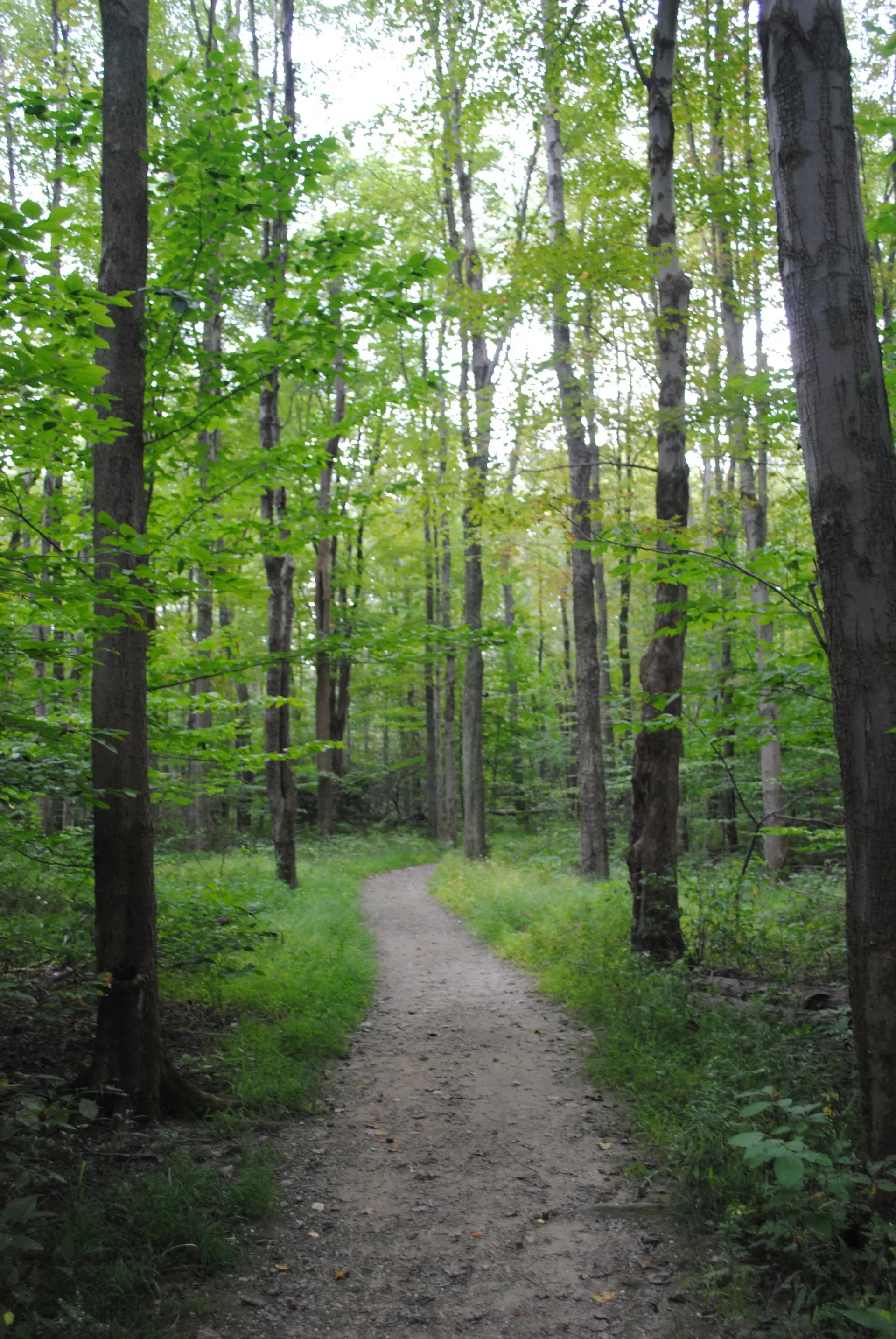 Dirt path winding through a green forest with tall trees.