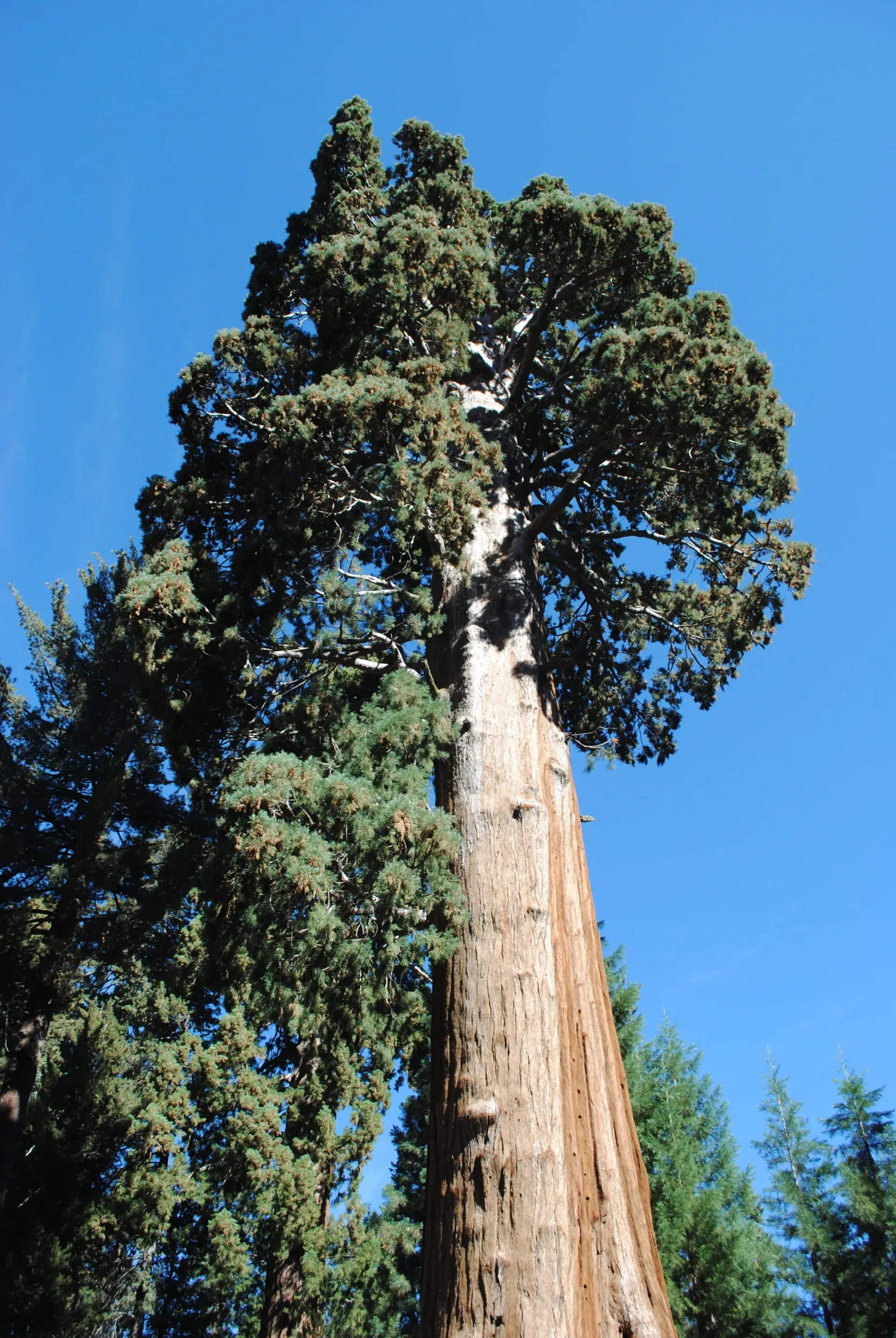 Tall giant sequoia tree against a bright blue sky.