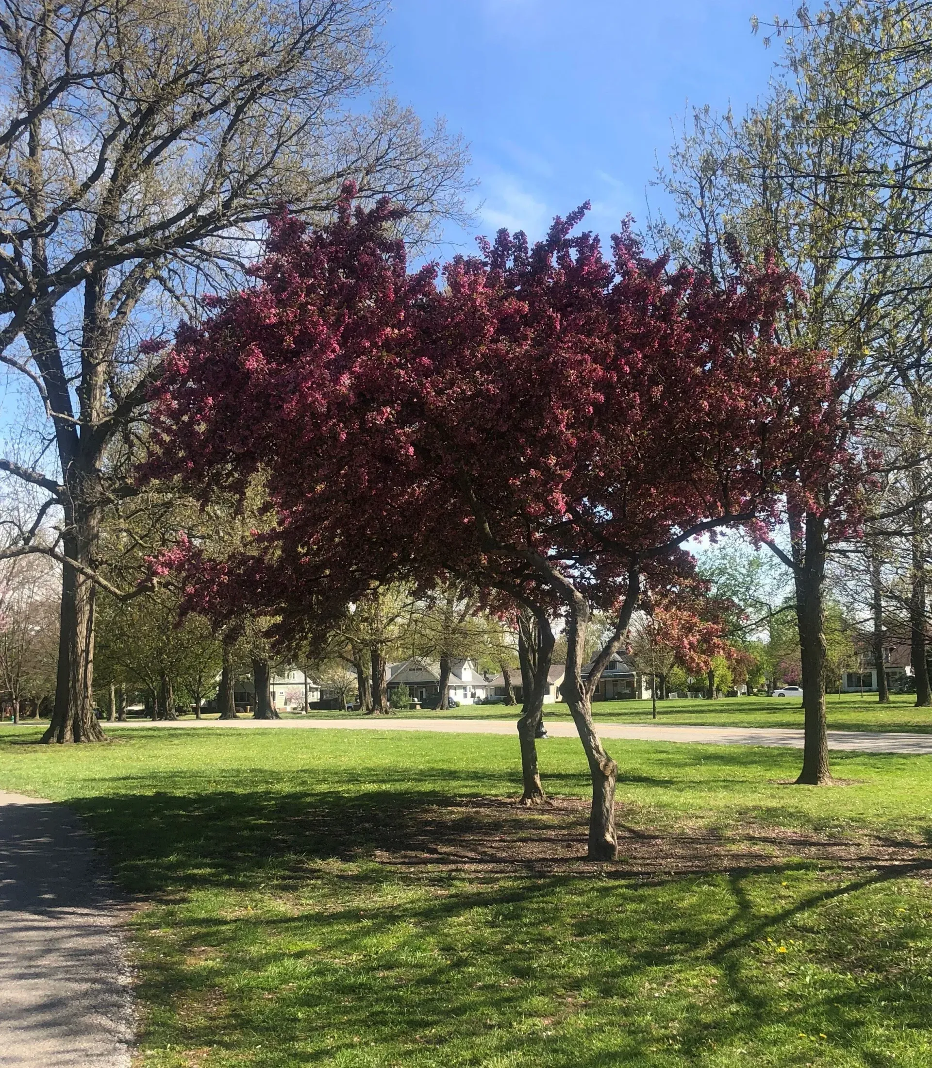 Red-flowering tree in a sunny park, casting shadows on green grass, other trees in the background.