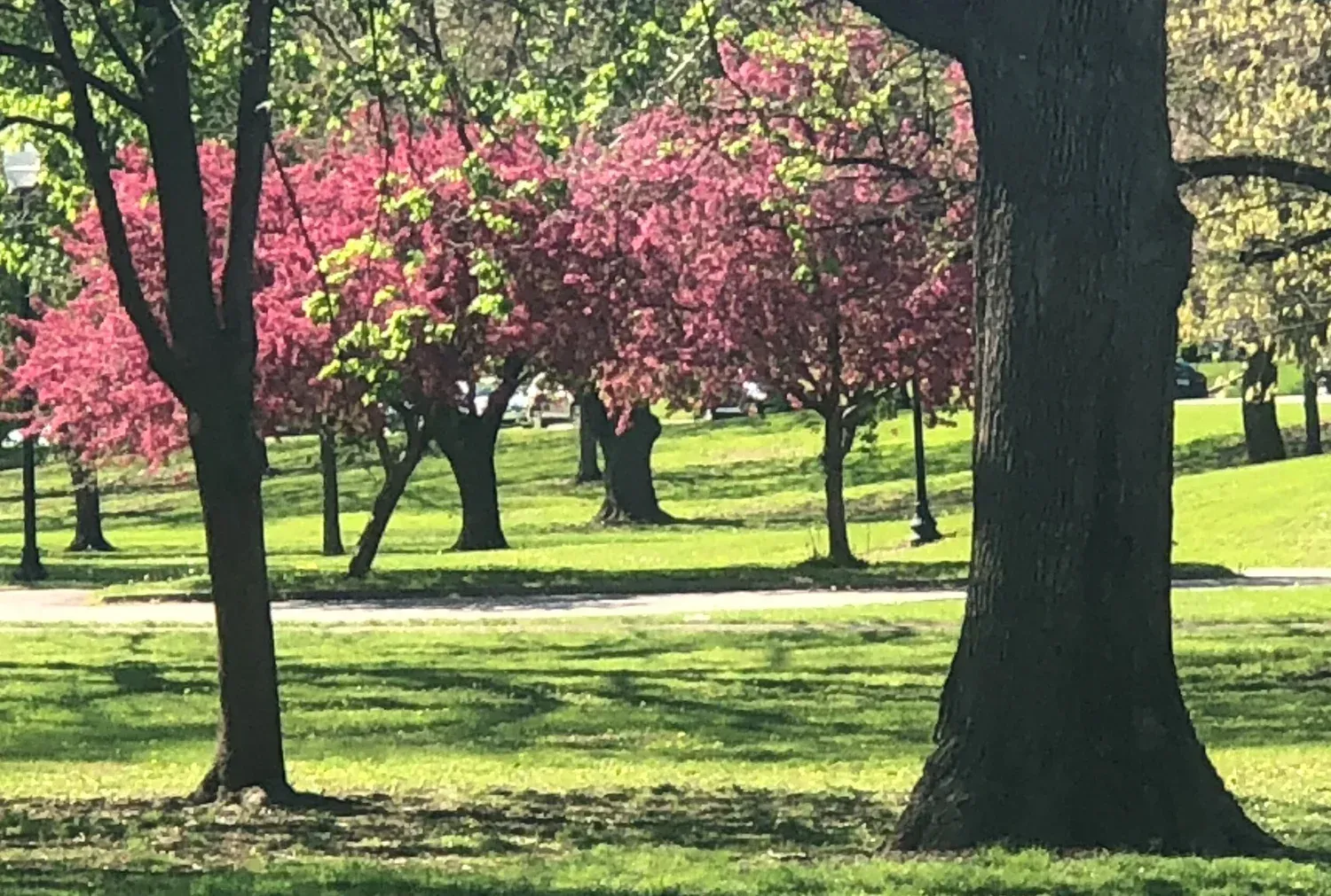 Pink flowering trees in a sunny green park, with large tree trunks in the foreground.