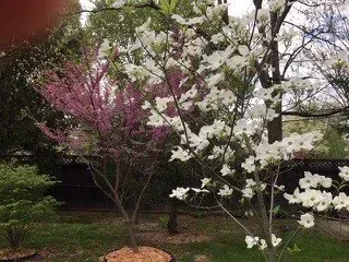 Pink and white flowering trees in a yard.