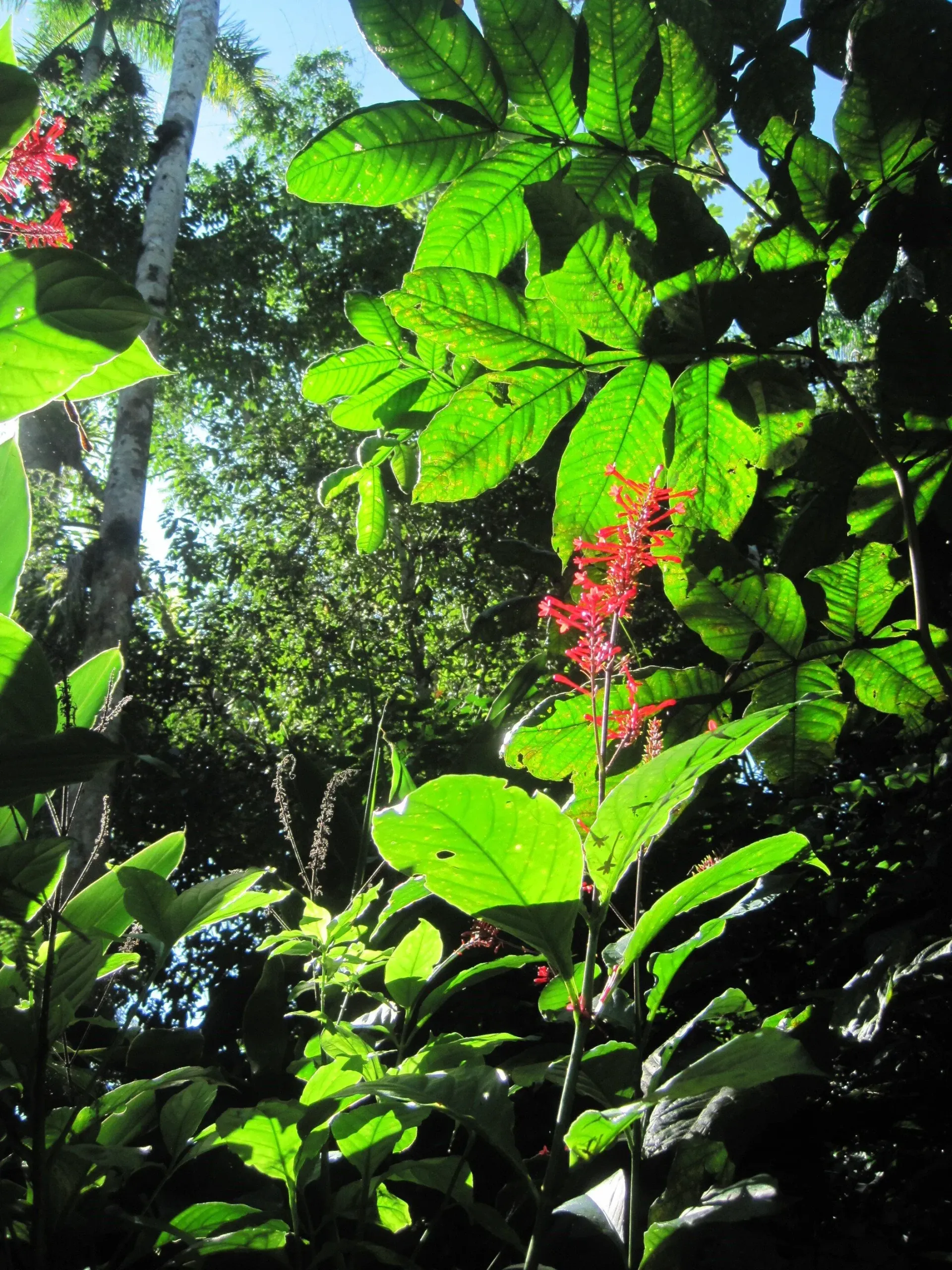 Lush green foliage with bright red flowers, sunlight dappling through trees.