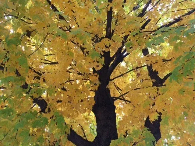 Tree with yellow and green autumn leaves.