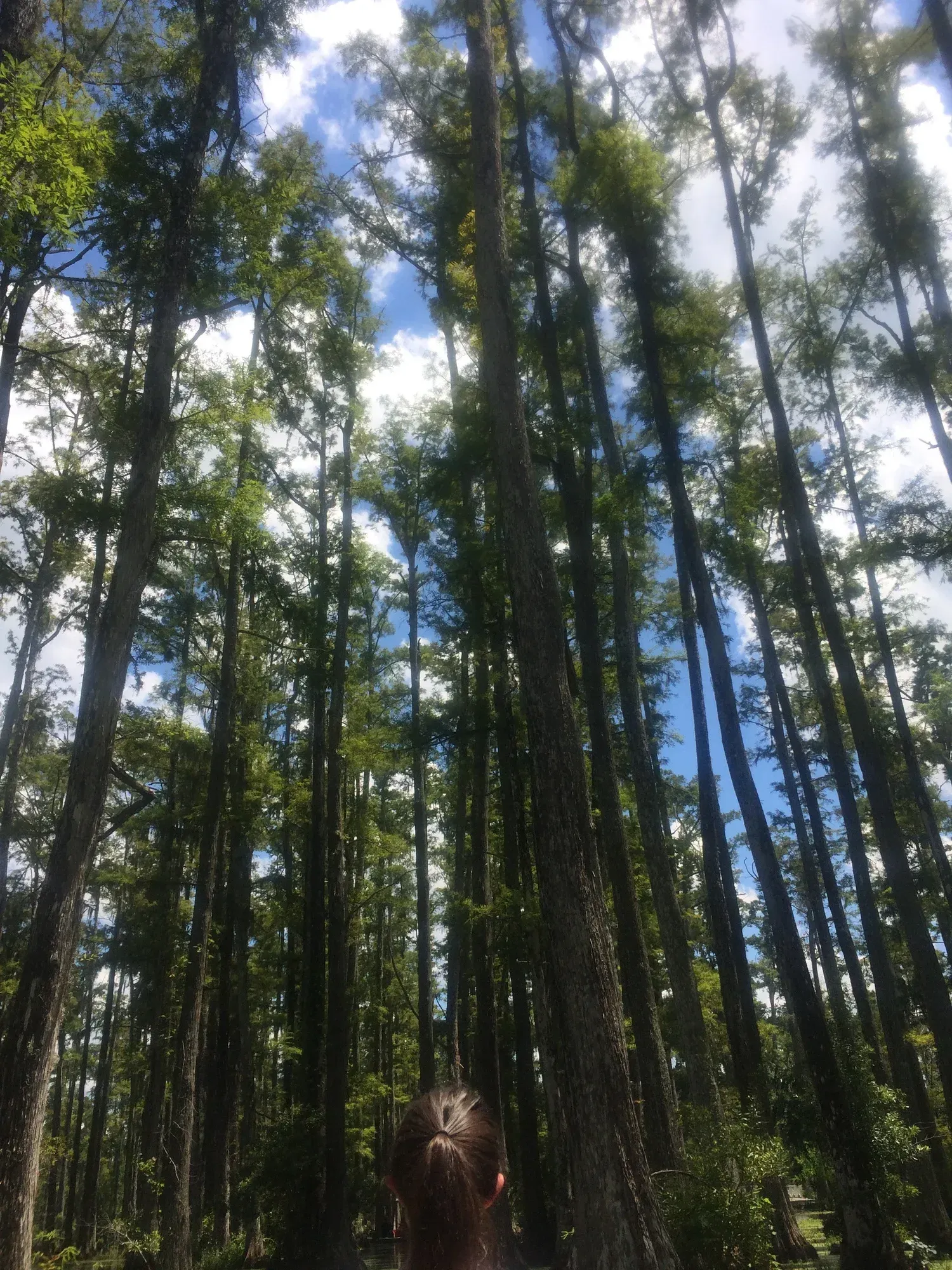 Tall trees reach towards a blue sky, sunlight dappling through the green leaves.