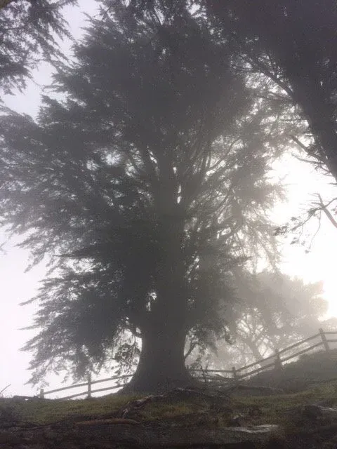 Large tree silhouetted in fog, on a hillside with a wooden fence.