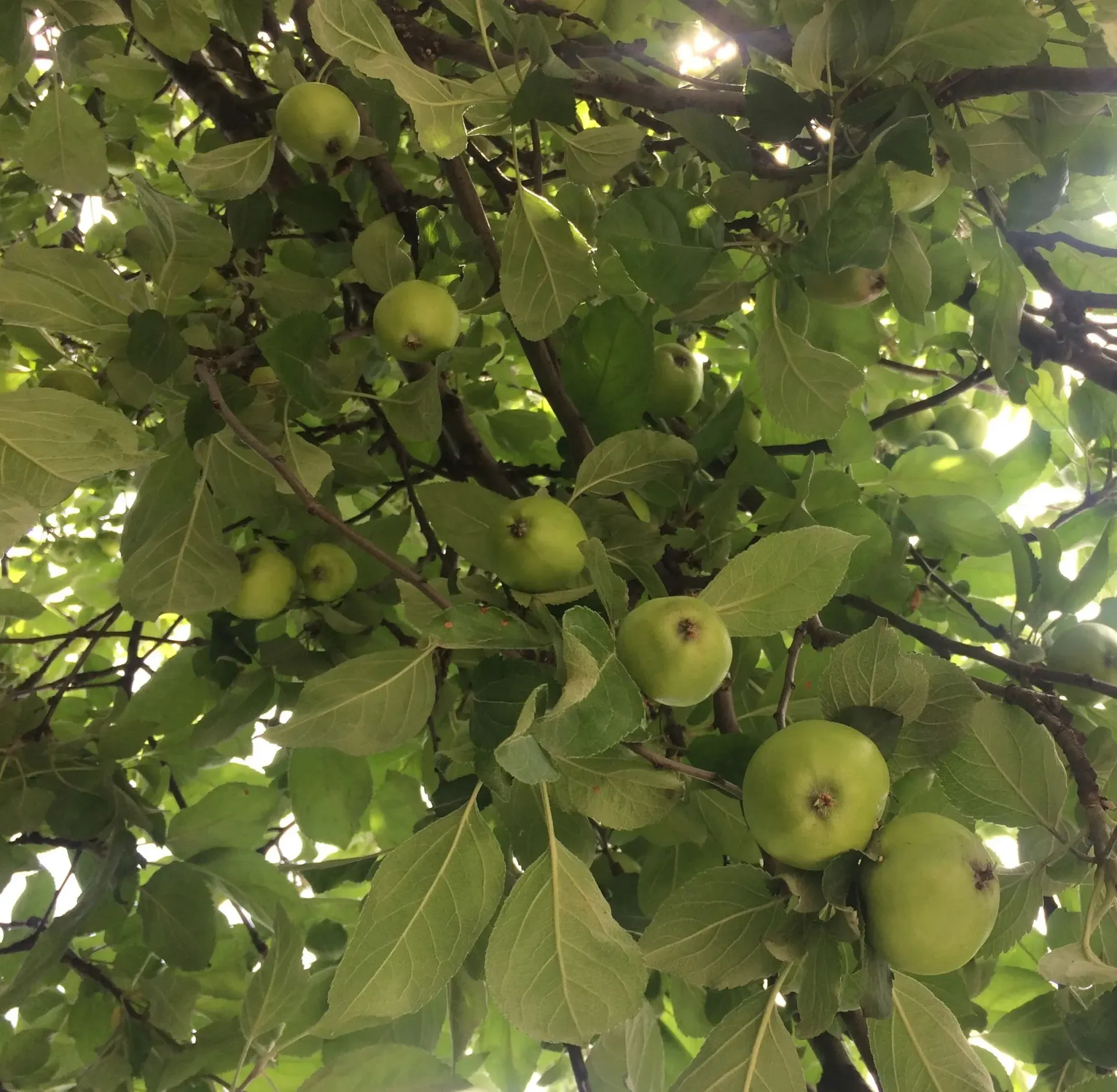 Green apples growing on a tree with green leaves. Sunlight filters through the foliage.
