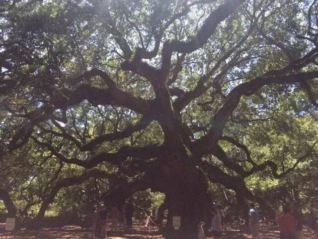Large oak tree with sprawling branches, people standing in the shaded area below.