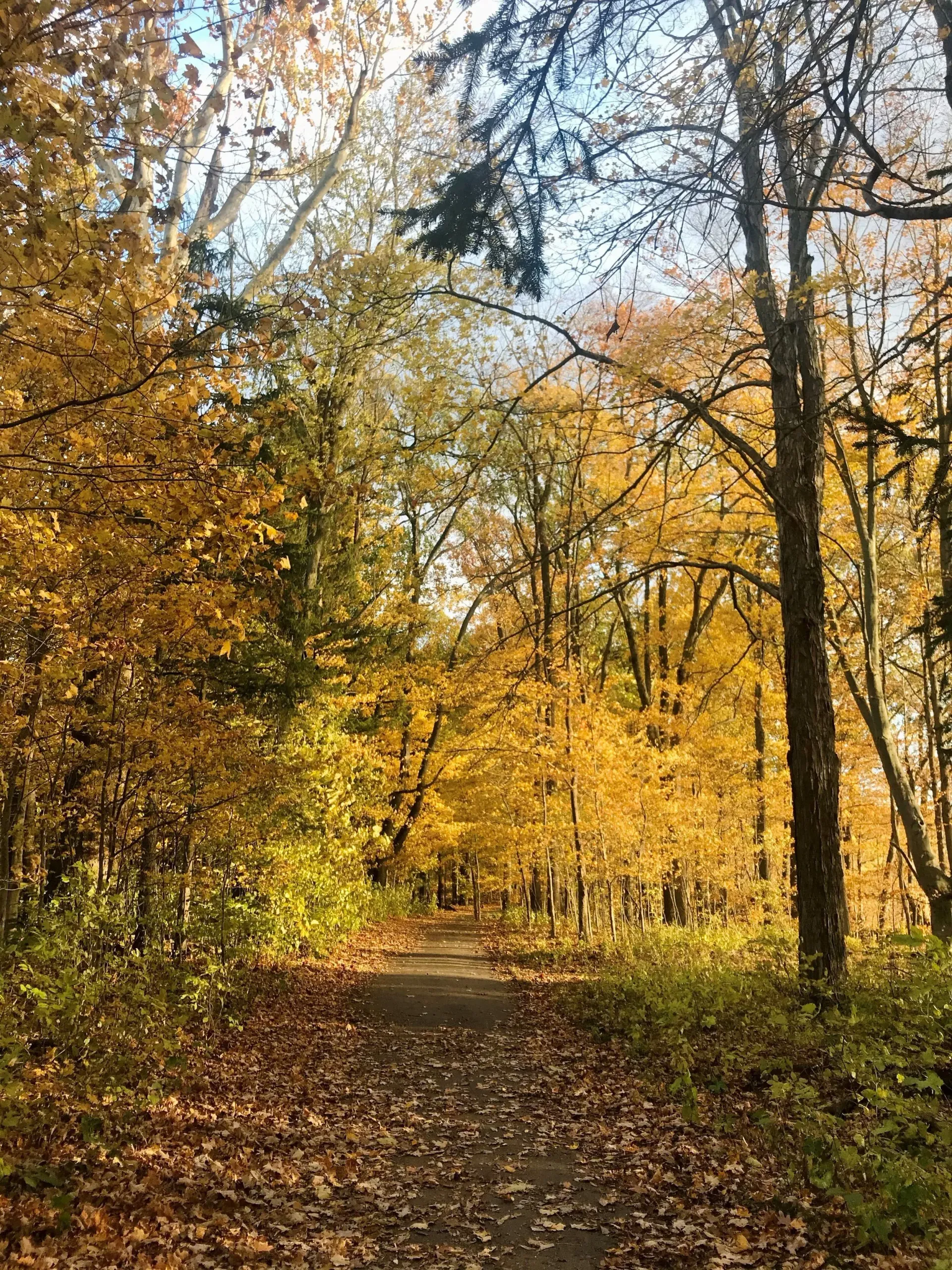 A path through a forest in autumn. Trees with yellow leaves line the path, which is covered in fallen leaves.
