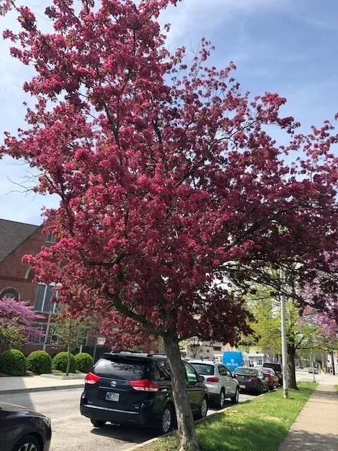 Tree with vibrant red flowers blooming on a city street, parked cars line the curb.