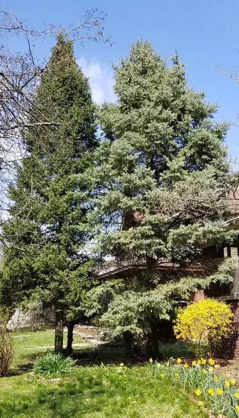 Tall evergreen trees with green and blue-green needles stand against a bright blue sky.