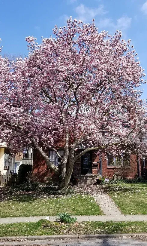 Pink flowering tree in front of a red brick house with a blue sky background.
