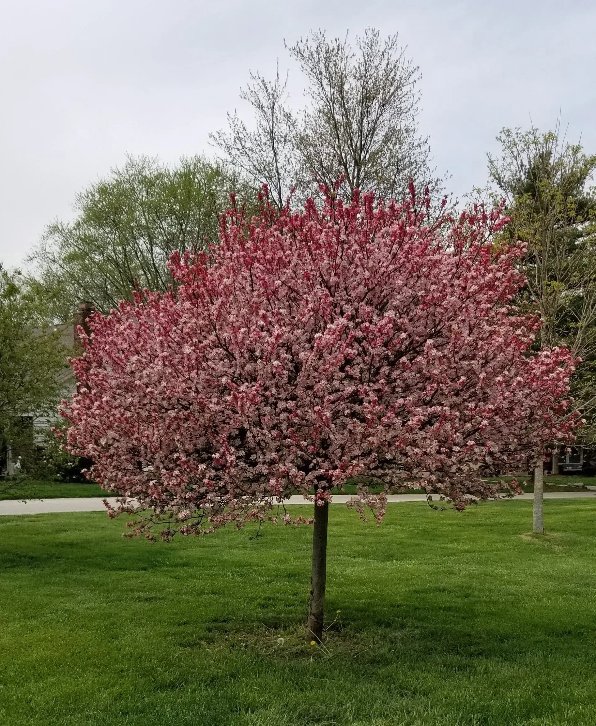 Tree with pink blossoms in a grassy park on a cloudy day.