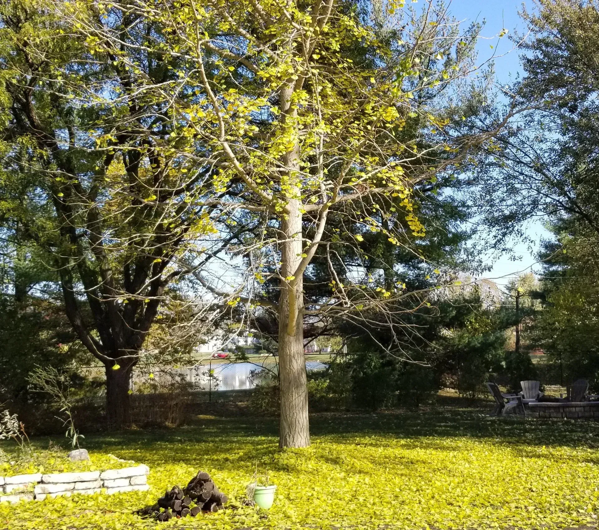 Lush yard with a tree, yellow leaves, and glimpses of a house and a blue sky.