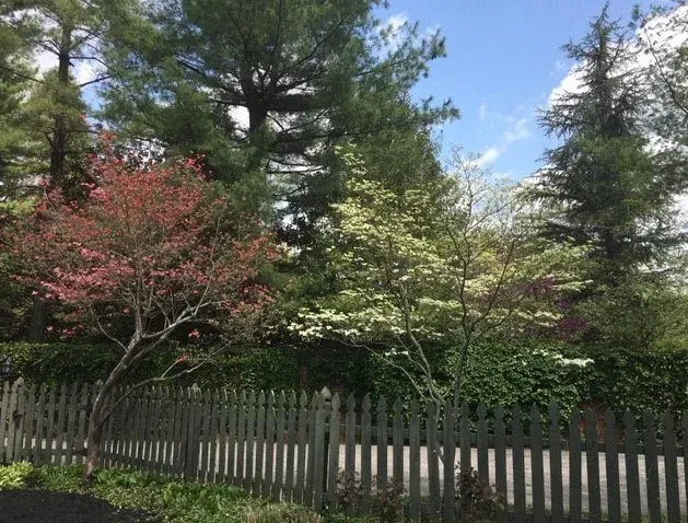 Pink and white flowering trees behind a gray picket fence, green foliage and blue sky.