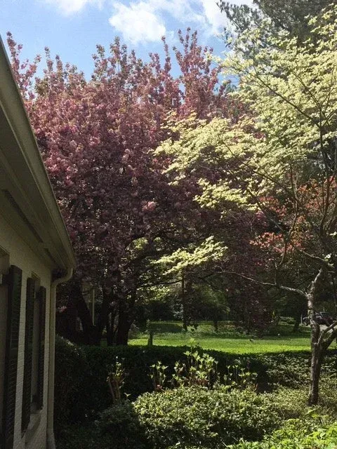 Trees with pink and white blossoms against a partly cloudy sky.