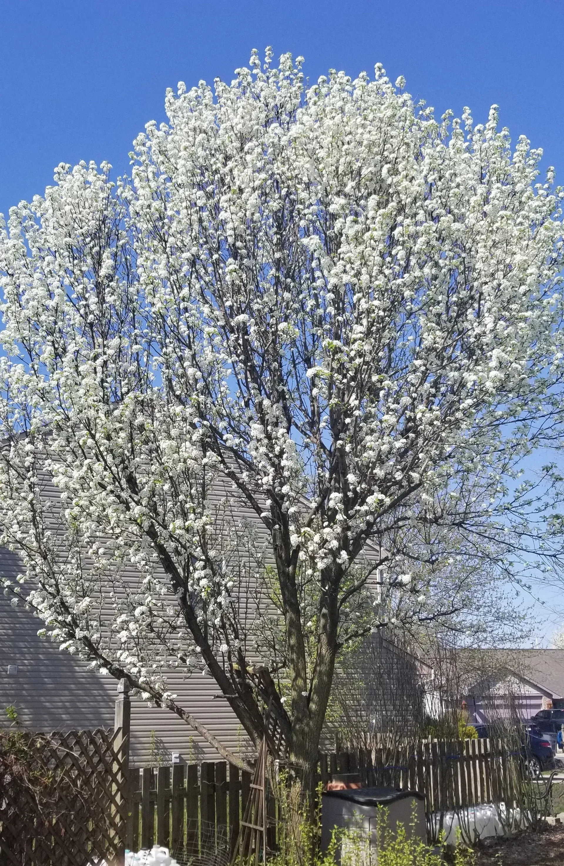Tree with white blossoms against a blue sky; a wooden fence and buildings are in the background.