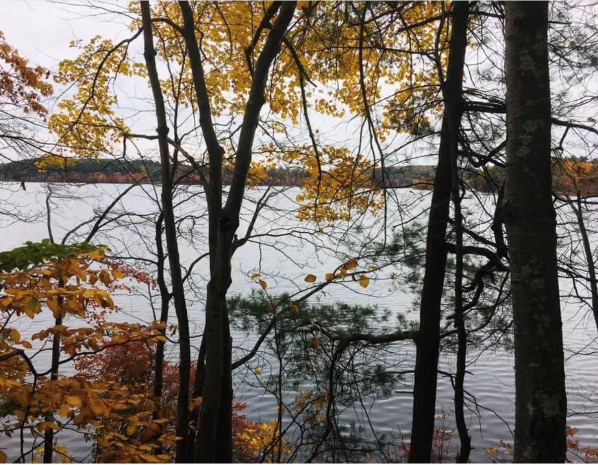 Trees with yellow leaves frame a lake on a cloudy day.