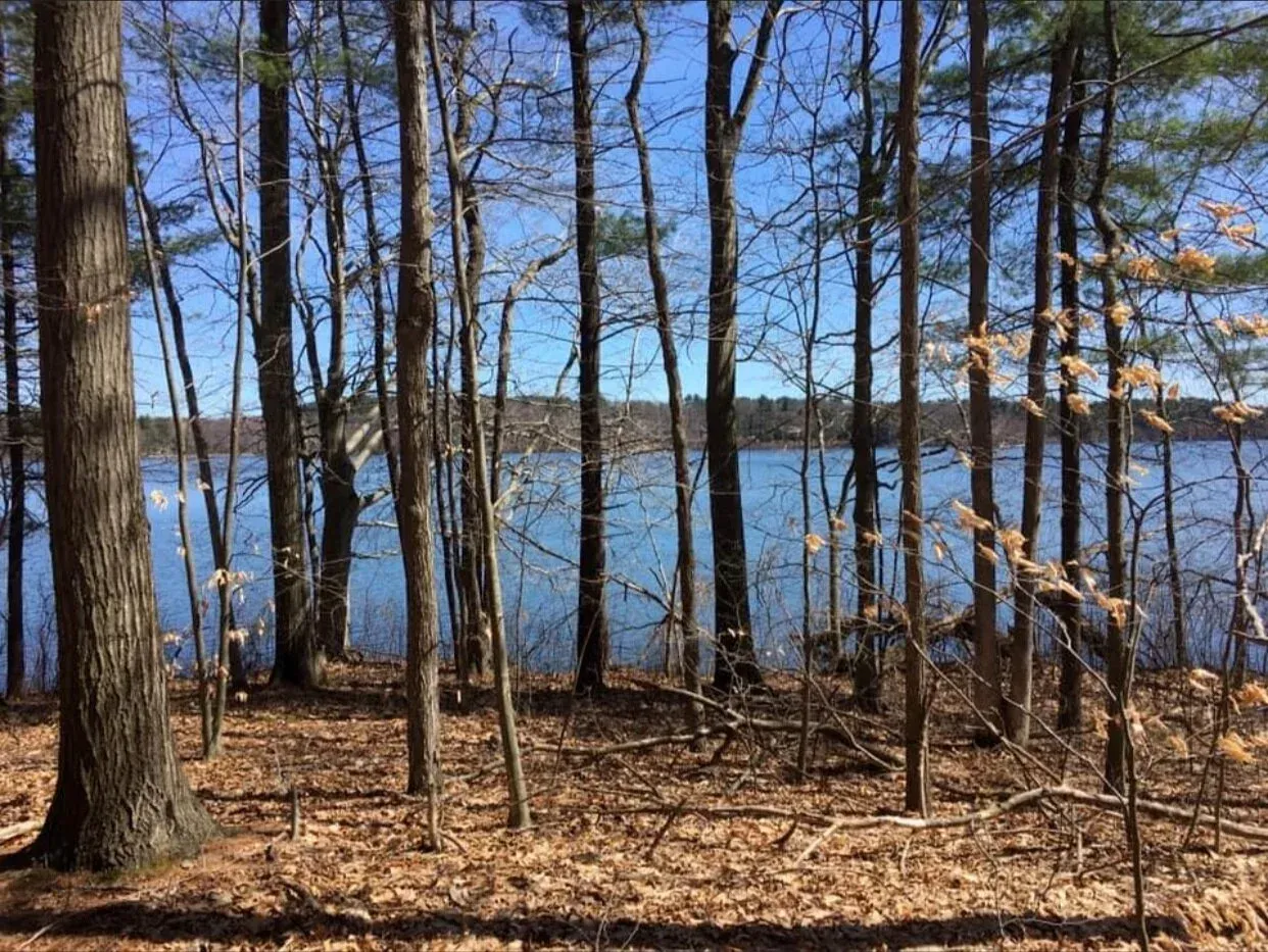 Forest trees frame a view of a lake under a blue sky.
