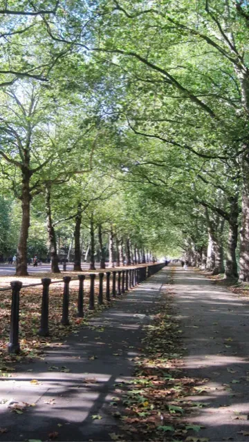Shaded path lined with trees, fence, and fallen leaves. Sunlight filters through the canopy.