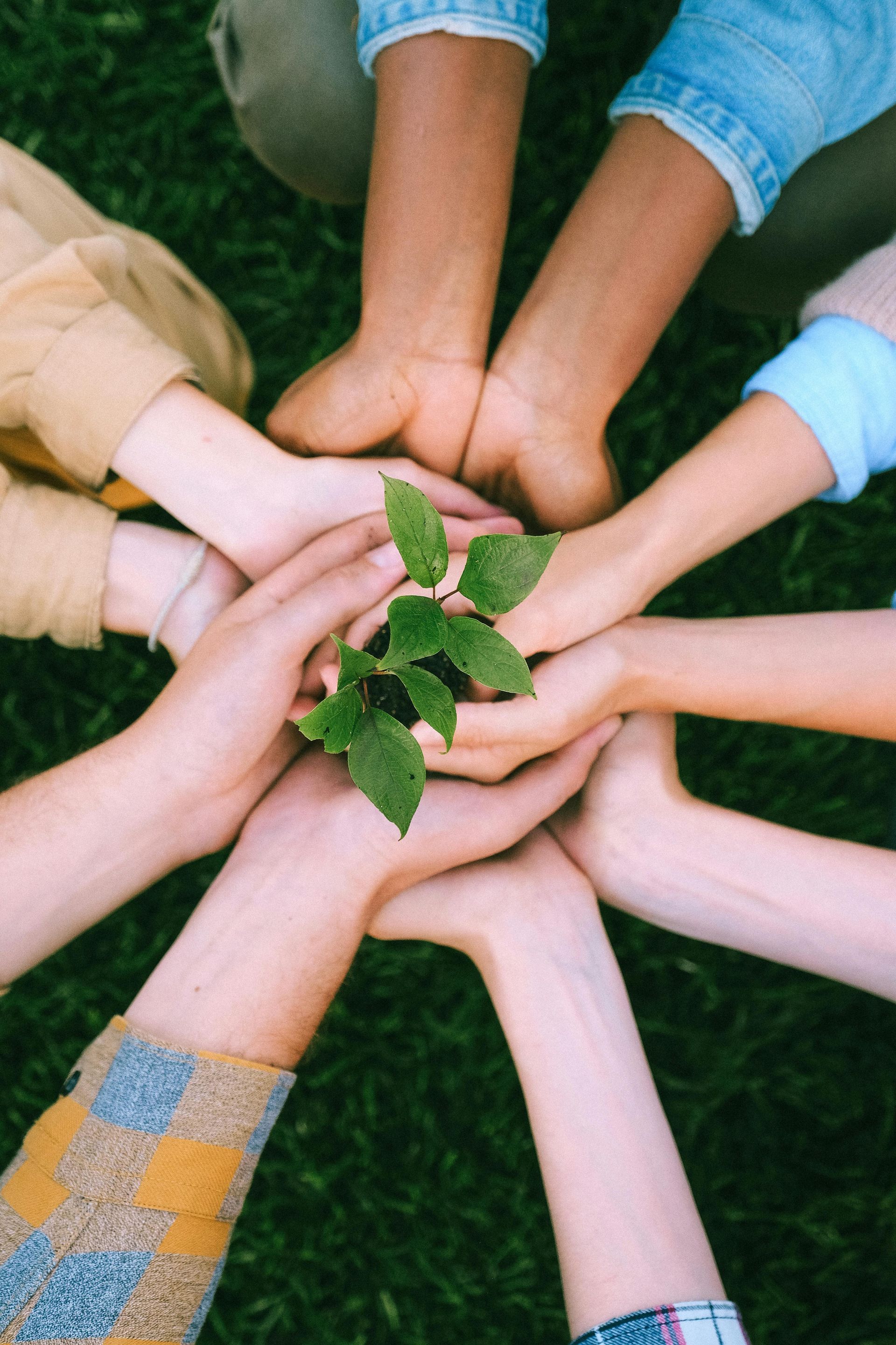 Hands cradling a young plant on green grass, symbolizing community and growth.