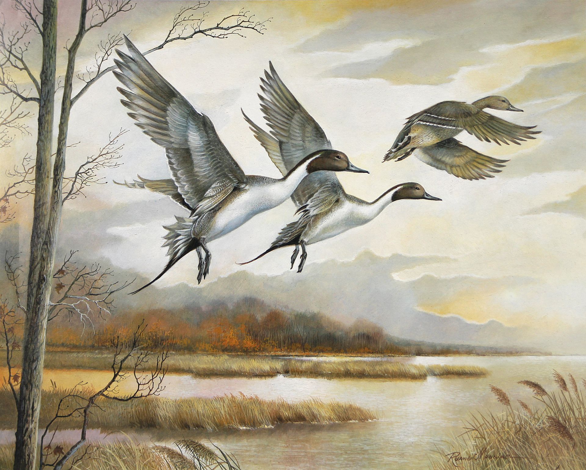A painting of a group of pintail ducks
