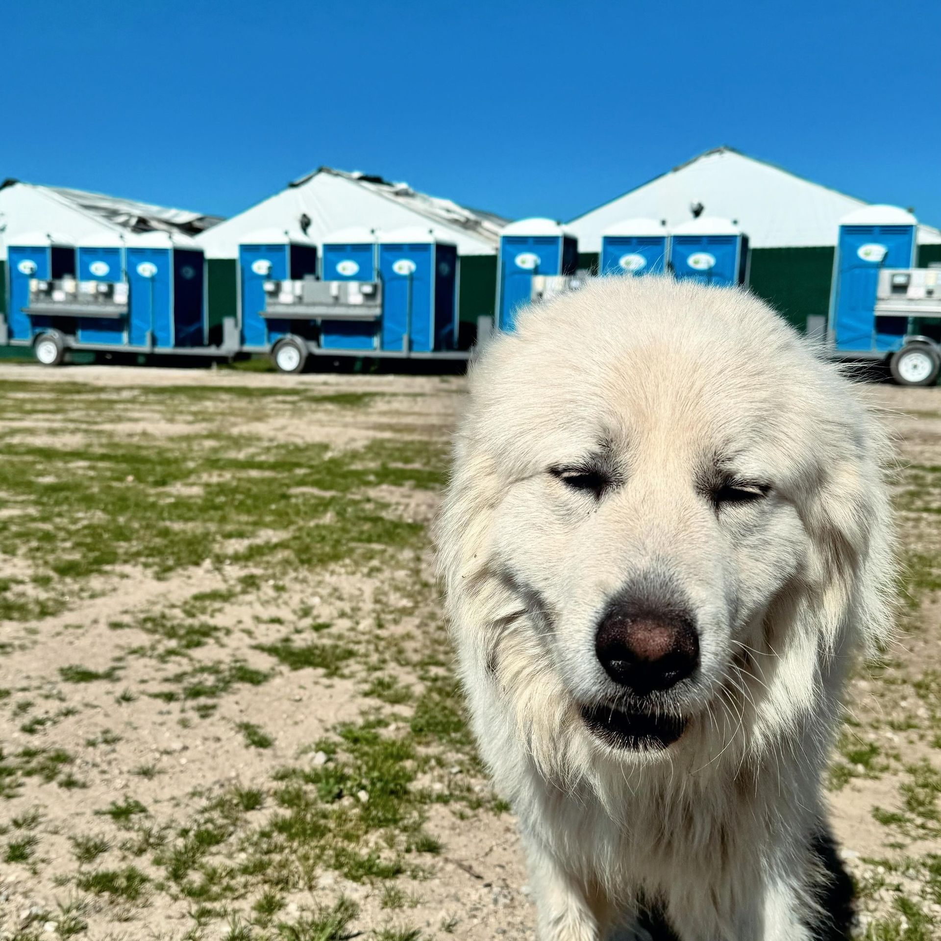 A white dog standing in front of a row of blue portable toilets