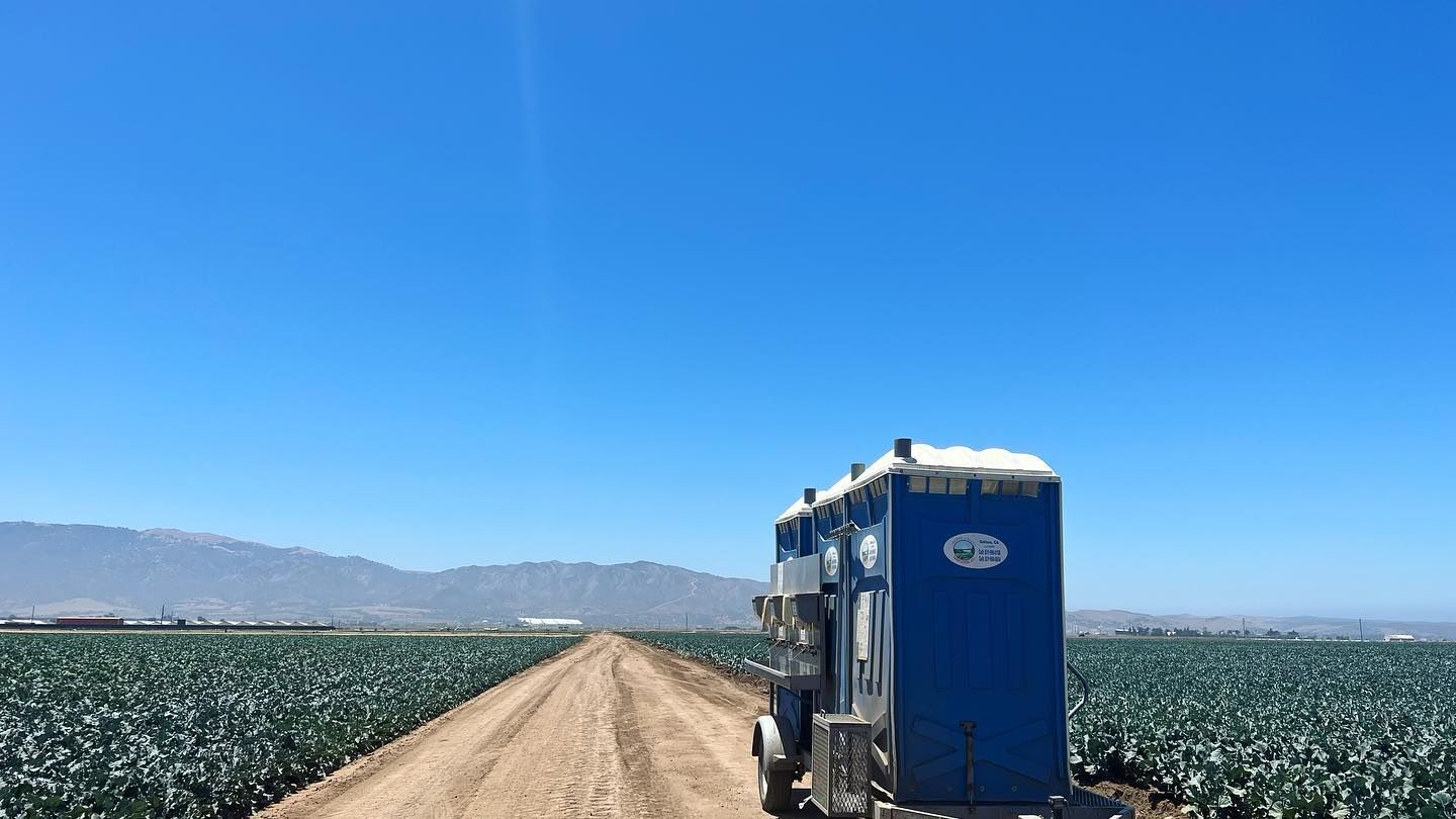 A truck is driving down a dirt road next to a field of cabbage.