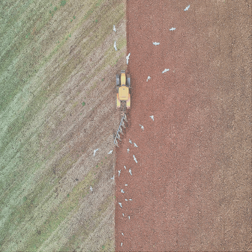 Tractor plowing a field with a flock of white birds following behind, divided into brown and green sections.