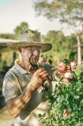 Gardener in a straw hat smelling a pink rose bush in a sunny garden