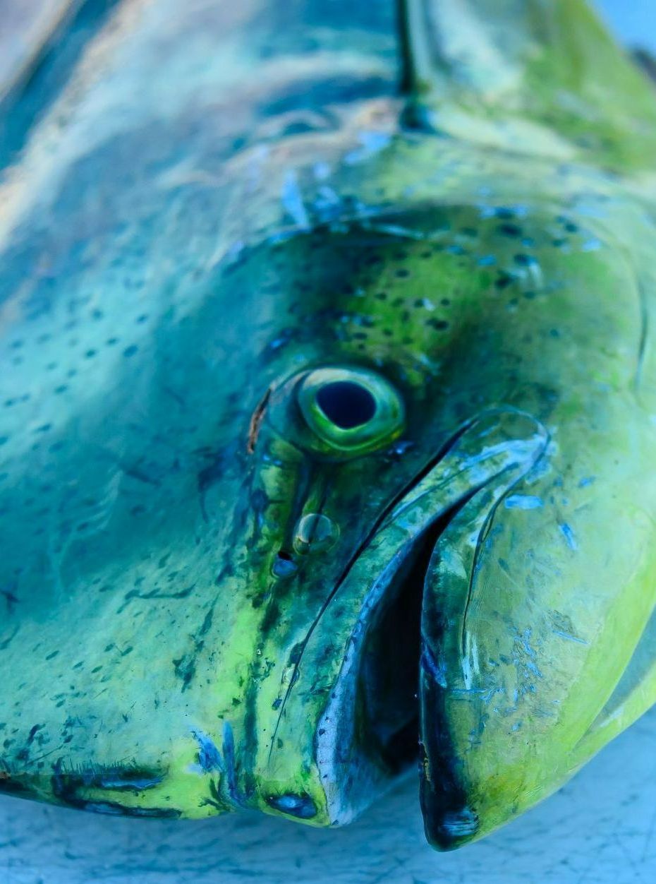 Beautiful Mahi